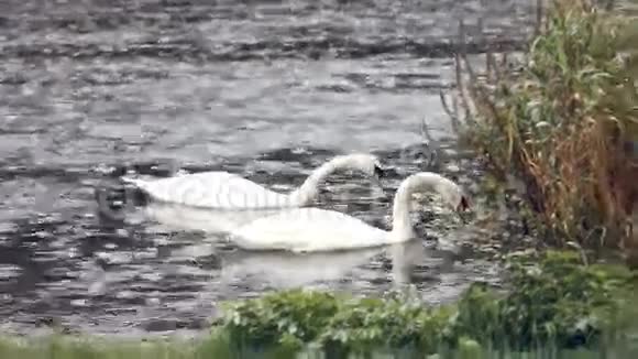雨中的天鹅在河上视频的预览图