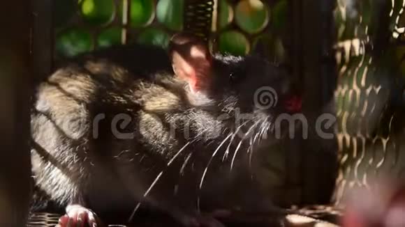 老鼠在笼子里捕鼠器清除导致污垢和可能是疾病携带者的啮齿动物视频的预览图