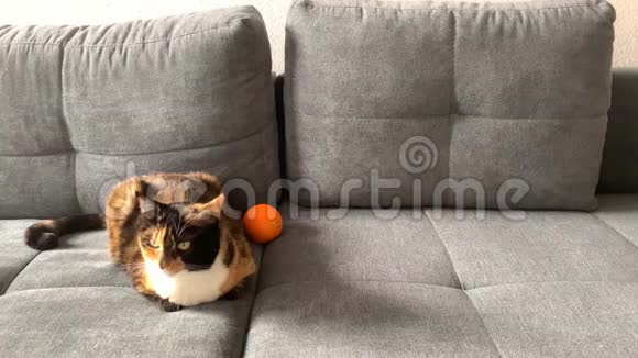 美丽的深色家猫躺在浅灰色的背景上靠近橙色橘子舒适的家庭概念特写镜头视频的预览图