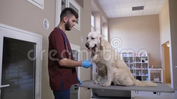 与宠物诊所的狗病人一起用小爪子摇动视频的预览图