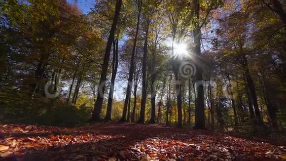 低视黄秋林和阳光透过树叶旋转摄像机视频的预览图