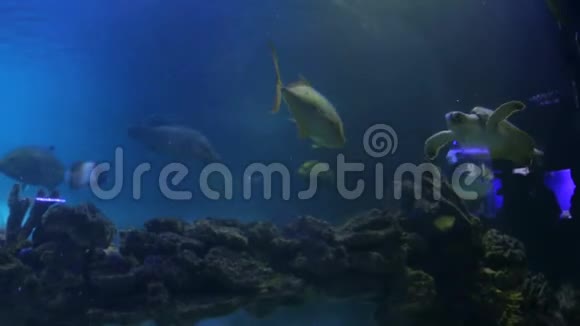 海龟和鱼一起游泳视频的预览图