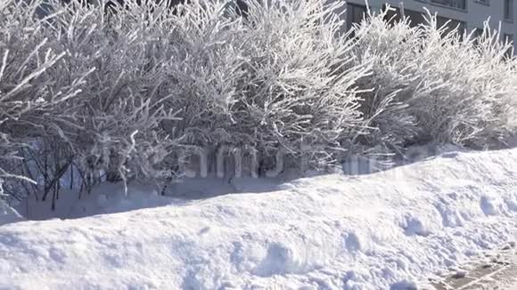 在寒冷的冬天看到结霜的冰灌木的全景4K视频的预览图