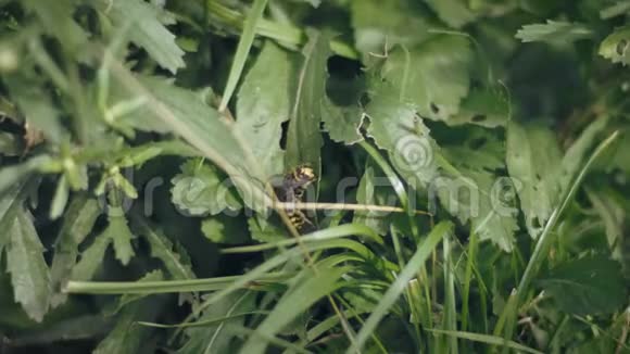黄蜂维斯帕蟹欧洲黄蜂在草地上视频的预览图
