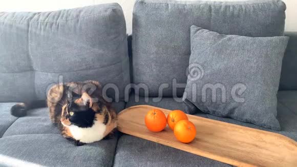 美丽的深色家猫躺在浅灰色的背景上靠近橙色橘子舒适的家庭概念特写镜头视频的预览图