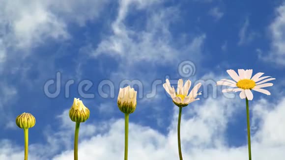 无缝环雏菊生长阶段移动蓝天高清视频视频的预览图