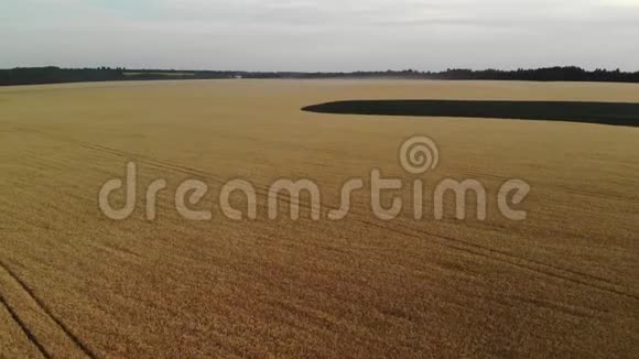 在俄罗斯有成熟黑麦的田野里的物种视频的预览图