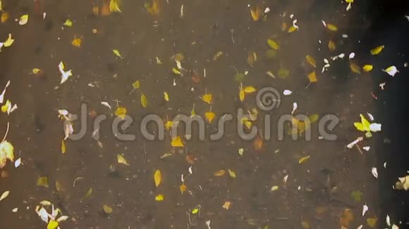 漂浮着秋叶的大城市污水视频的预览图
