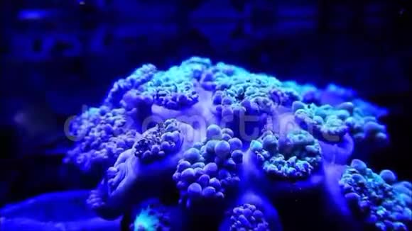 邓肯珊瑚开放时间流逝视频的预览图
