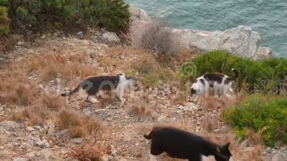 一群蓝海流浪猫视频的预览图