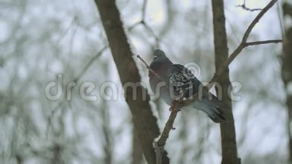 冬天森林里的鸟视频的预览图