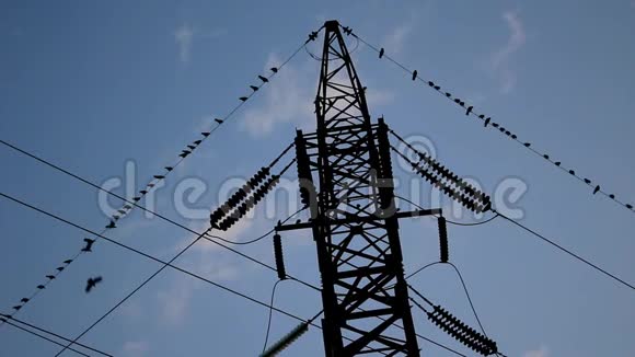 很多乌鸦从电线上掉下来视频的预览图