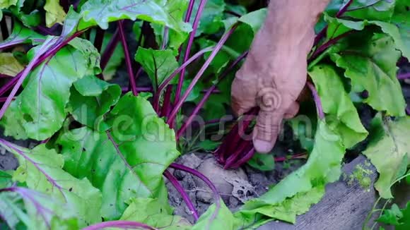 农民们把幼嫩的甜菜根从土壤中拖出来视频的预览图