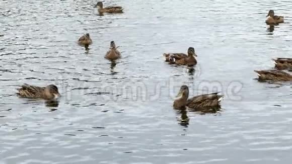 鸭子在池塘上鸭子和小鸭子在水里游泳清理它们的羽毛野生动物美丽的鸭子吃面包视频的预览图