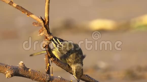一只鸟鸡香茅香茅坐在干燥的树枝上清理它的羽毛视频的预览图