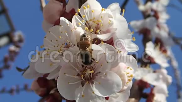 蜜蜂收集花粉视频的预览图