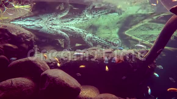 鳄鱼爬行动物危险视频的预览图