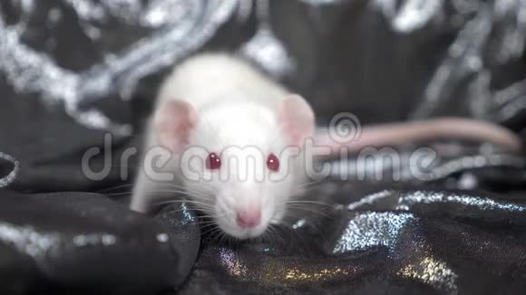 白色老鼠在深灰色的银色背景上复制空间中国新年的象征视频的预览图