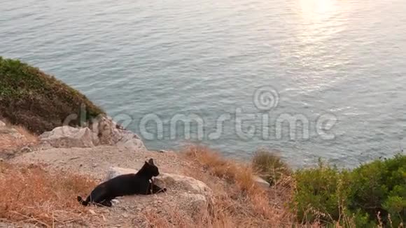 一群蓝海流浪猫视频的预览图