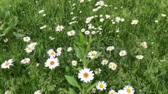 洋甘菊是在绿草的背景下生长的白色野花在风中摇曳视频的预览图
