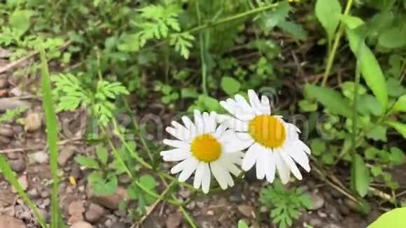 洋甘菊是在绿草的背景下生长的白色野花视频的预览图