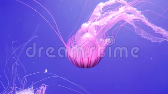 巨大的粉红色海洋水母用触手移动蓝色海洋背景上的水母视频的预览图