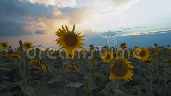 在雷雨天气下太阳把太阳晒到了田野上视频的预览图