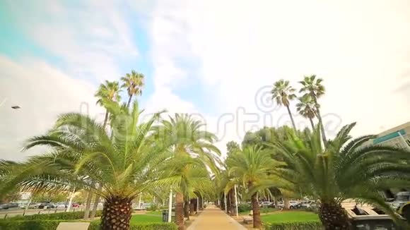 公园里的棕榈胡同在公园的棕榈树之间漫步从下到上的景色视频的预览图