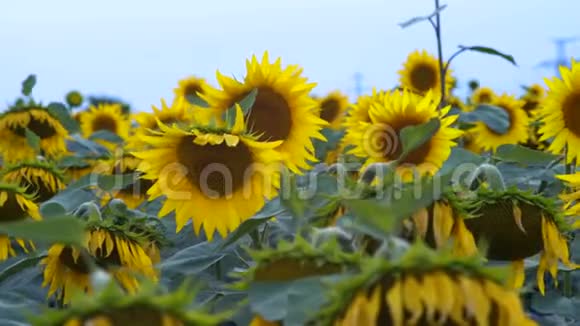 蜜蜂从风中哭泣的向日葵的花朵中在田野上聚集一个结视频的预览图