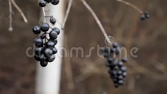冬天黑黑的野生浆果视频的预览图