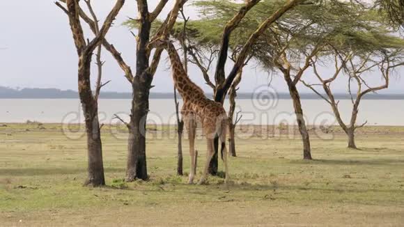 非洲成年长颈鹿在相思树的草原上吃它们的叶子和树皮视频的预览图
