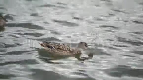 鸭子在湖边漂浮视频的预览图