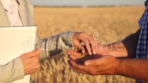 农学家检查小麦的质量商人农民在田间讨论小麦作物粗粮和粗粮视频的预览图