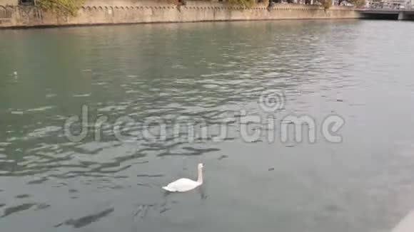 白天鹅沿河游泳视频的预览图