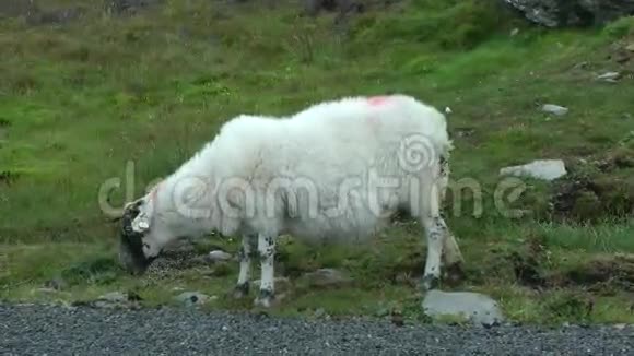 放牧的羊视频的预览图