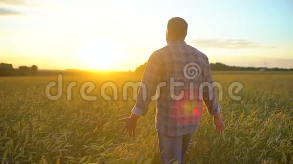 在日落或日出时幸福的农夫在美丽成熟的麦田里散步男农摸着自己农场的麦穗视频的预览图