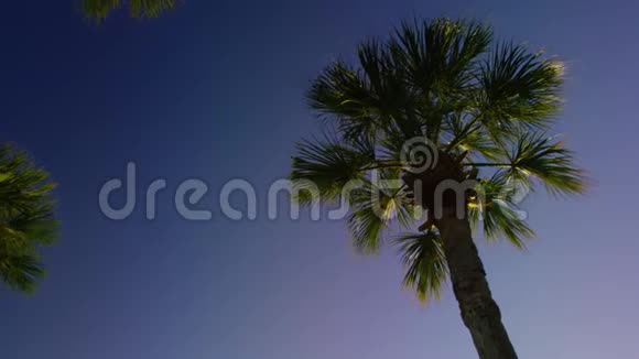 棕榈树的天空慢风视频的预览图