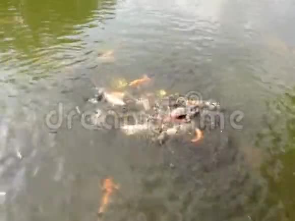 珠海花园中华公园锦鲤鱼池鸟鸣视频的预览图