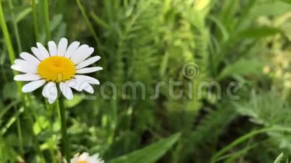 洋甘菊是在绿草的背景下生长的白色野花视频的预览图
