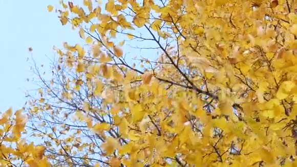 秋树叶空背景视频的预览图