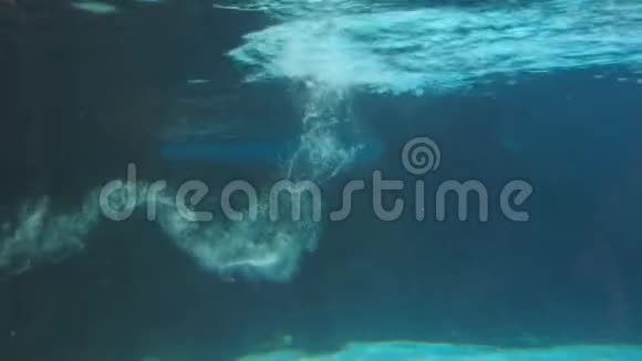 古图企鹅在水下游泳视频的预览图