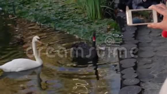 女人打电话在池塘上的天鹅视频的预览图