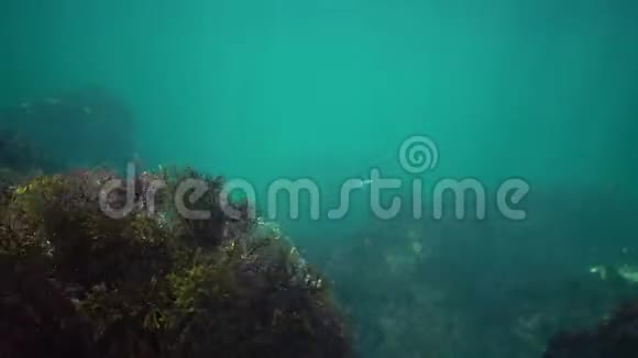 黑海岩石上的藻藻视频的预览图