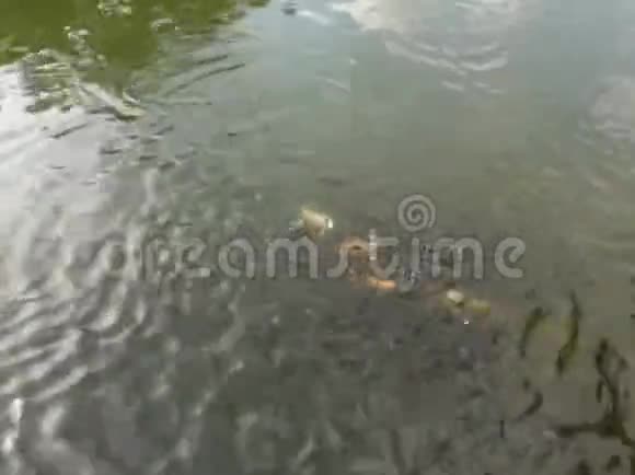 珠海花园中华公园鲤鱼池鸟鸣视频的预览图