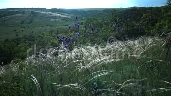 松针草长草随风飘动在风景园的底里古尔的背景下视频的预览图