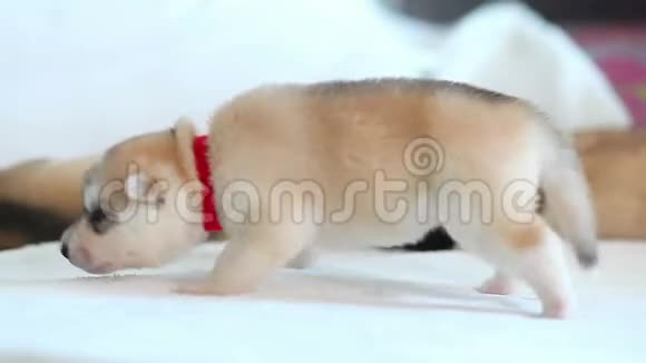 三只西伯利亚哈士奇小狗睡在灰色毯子下面视频的预览图