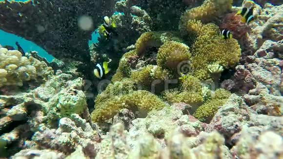 小丑鱼在海葵鱼上马尔代夫群岛的珊瑚礁视频的预览图