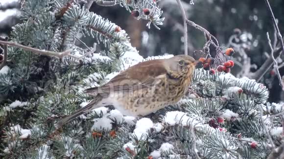 鸟吃树枝上的红色浆果降雪冬天生存喂鸟视频的预览图
