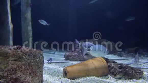 海底的蓝鱼在寻找食物时漂浮在石头之间视频的预览图