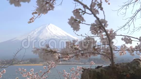 山川川子湖富士山春季樱花树视频的预览图